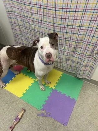An adult large-sized female Brown / Chocolate Mixed Breed dog named Ziya for adoption in Hamilton, OH