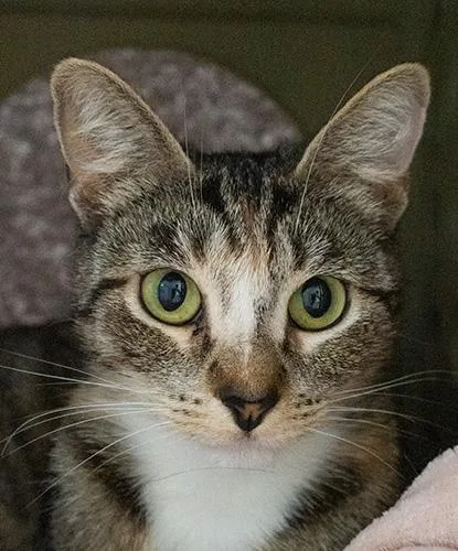 An adult medium-sized female Torbie Domestic Short Hair cat named Mirabell for adoption in Encinitas, CA