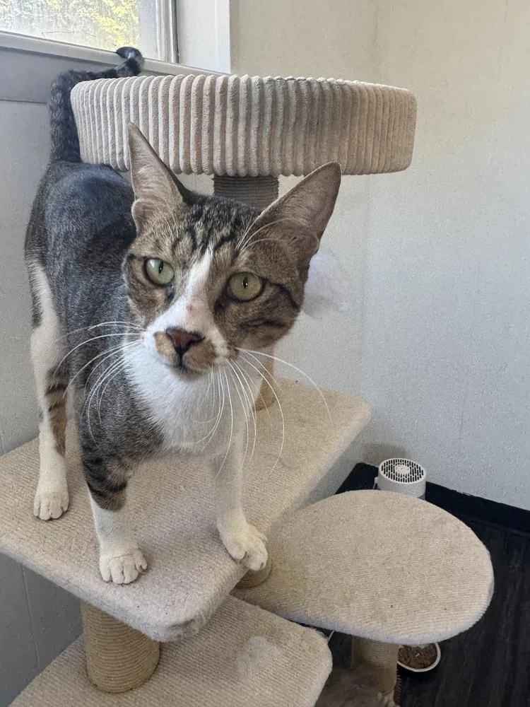 A young large-sized male Egyptian Mau cat named Tostado for adoption in Fort collins, CO