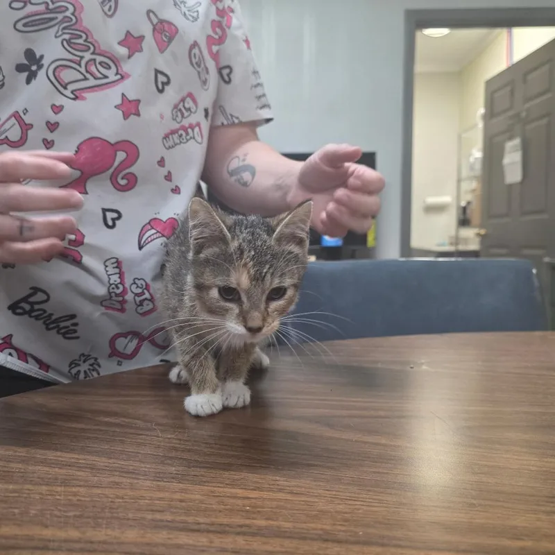 A baby small-sized female Orange / Red Domestic Short Hair cat named Foxie for adoption in Clanton, AL