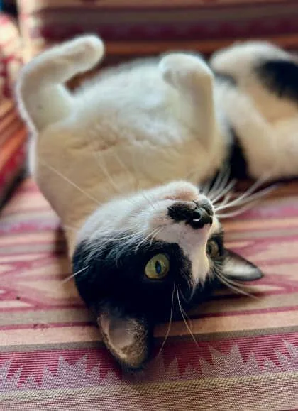 An adult medium-sized male Domestic Short Hair cat named Oliver for adoption in Edmond, OK