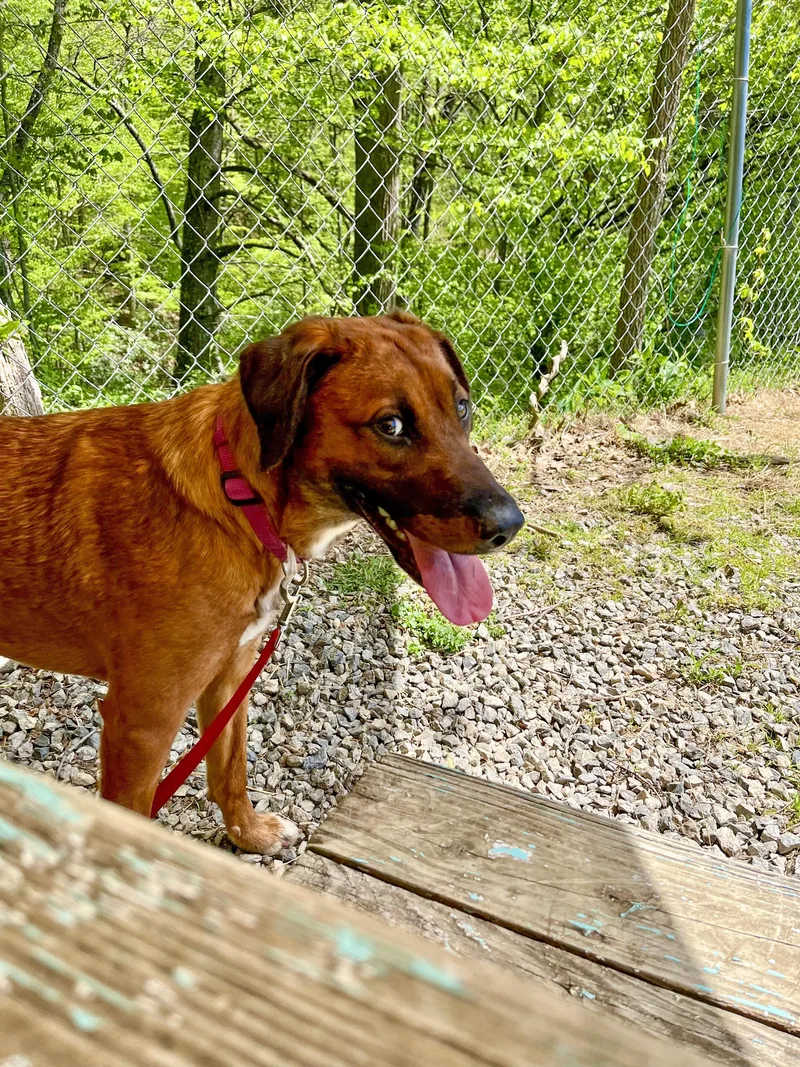A young large-sized female Hound dog named Sassafras for adoption in Marshall, NC