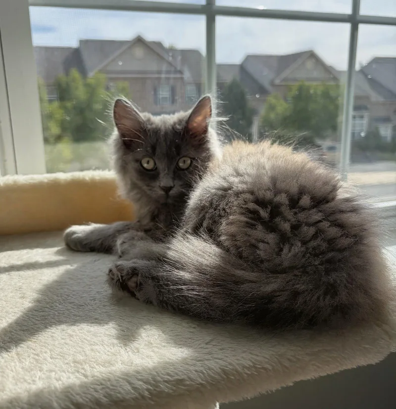 Truffles Kittten