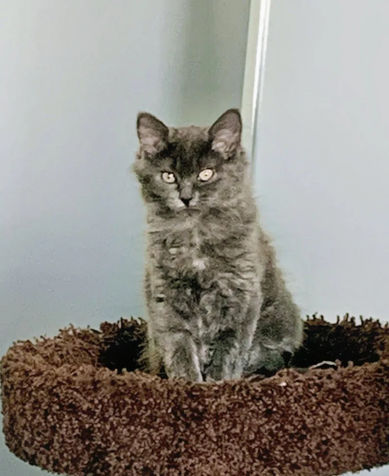 Truffles Kittten thumbnail 2