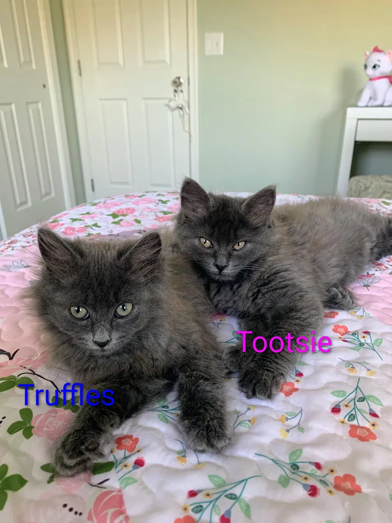 Truffles Kittten thumbnail 3