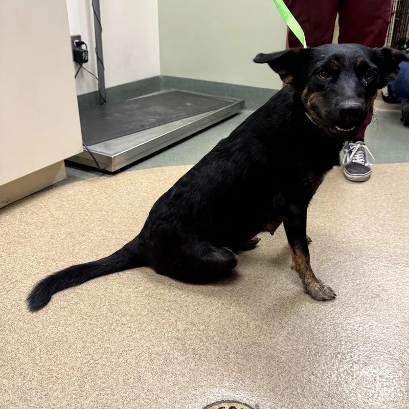 An adult medium-sized female Black Cattle Dog dog named Lola for adoption in Upland, CA