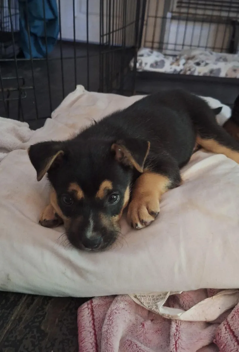 A baby medium-sized female Tricolor (Brown, Black, & White) German Shepherd Dog dog named Bizzy for adoption in Mobile, AL