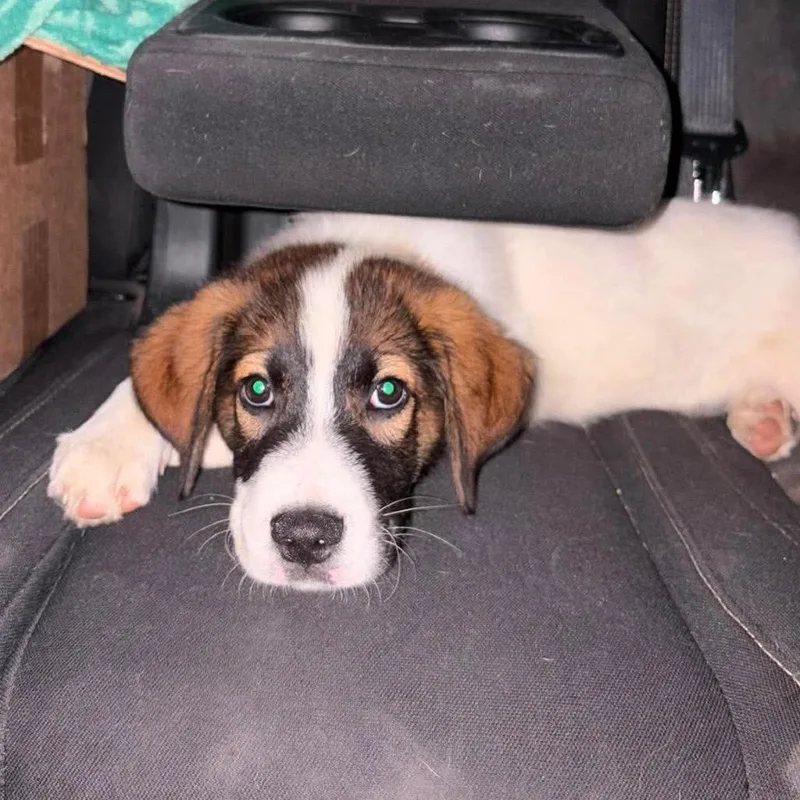 A baby large-sized male White / Cream Great Pyrenees dog named Ranger for adoption in Oxford, ME