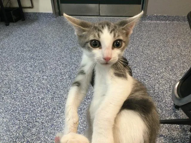 A baby small-sized male Domestic Short Hair cat named A for adoption in Thousand Palms, CA