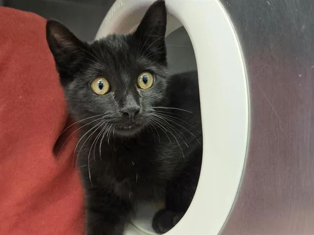 A baby small-sized male Domestic Short Hair cat named Fruit Bat for adoption in Palo Alto, CA