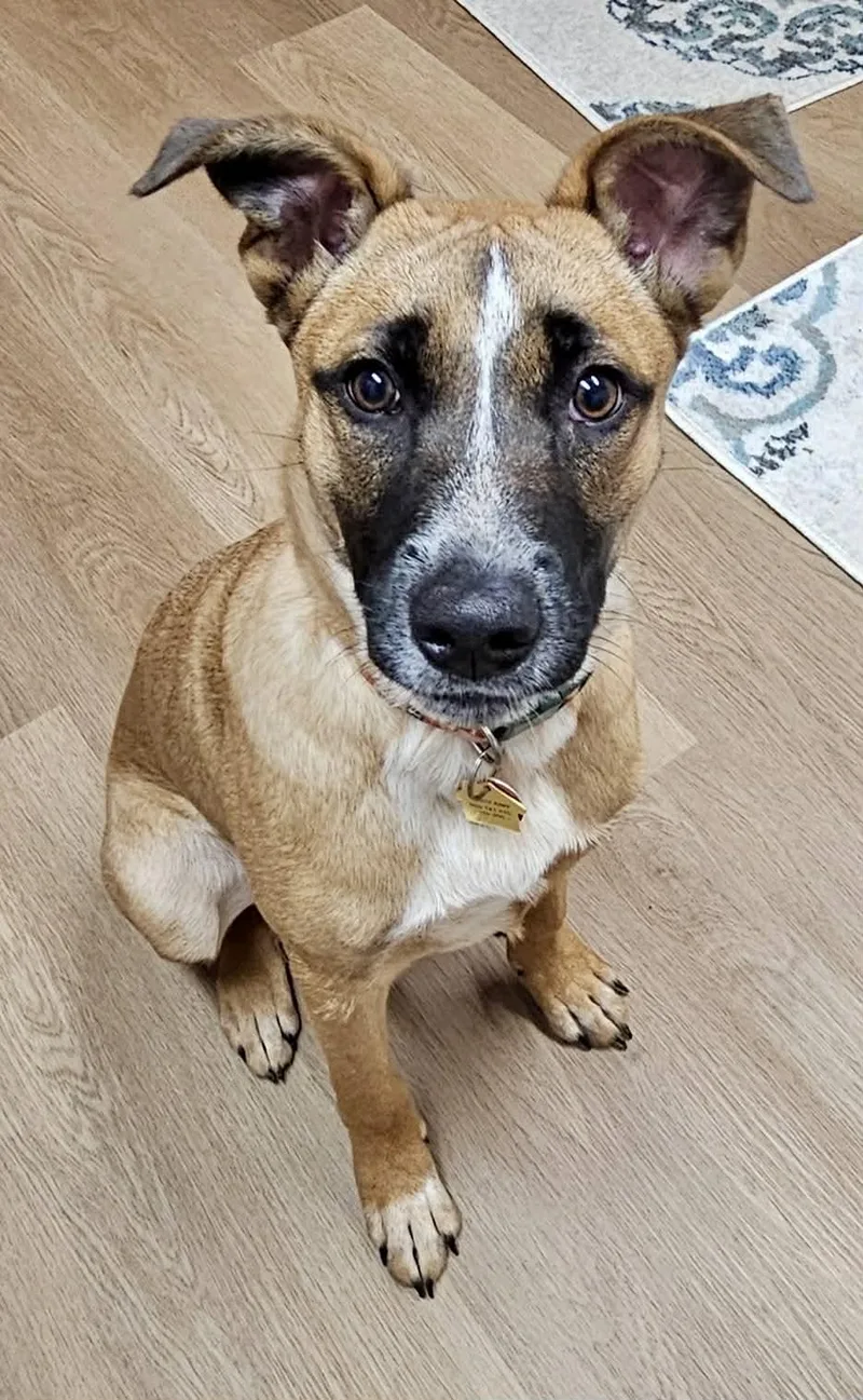 A young medium-sized female Belgian Shepherd / Malinois dog named Maryann for adoption in Fenton, MO