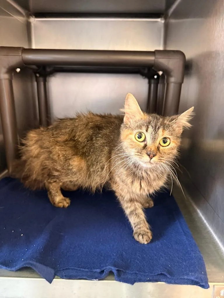A baby medium-sized female Domestic Short Hair cat named Violin for adoption in Burnsville, NC