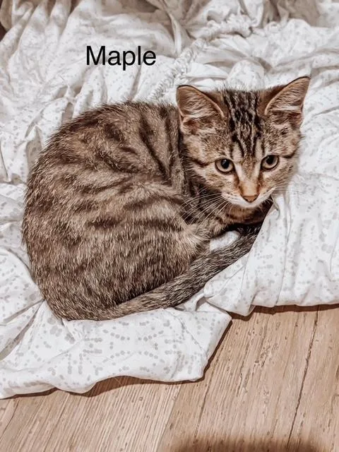 A baby medium-sized female Tabby (Brown / Chocolate) Domestic Short Hair cat named Maple for adoption in Murfreesboro, TN