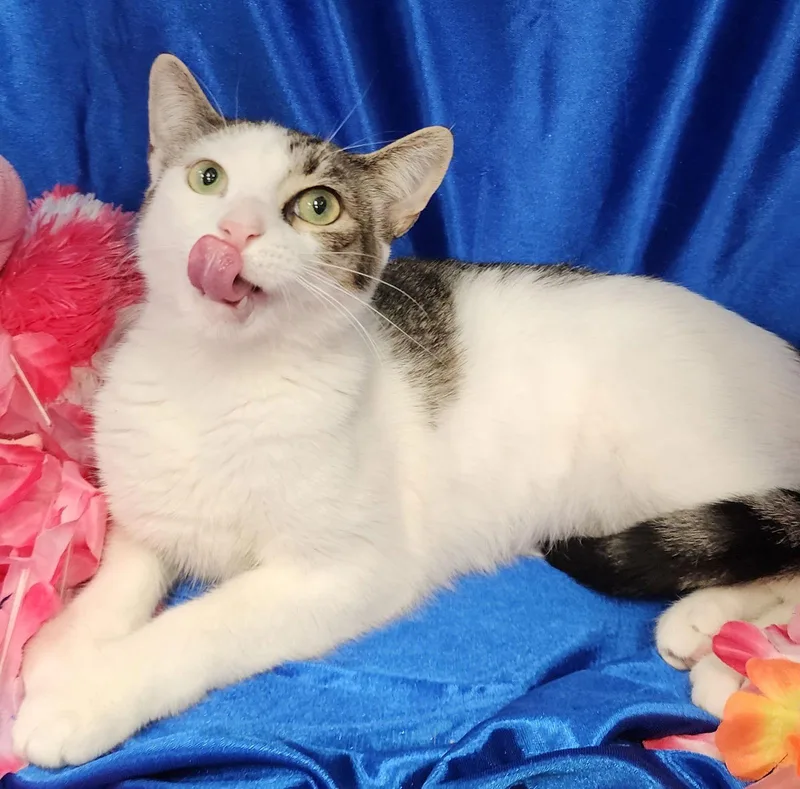 Snow Spunkyfour thumbnail 3