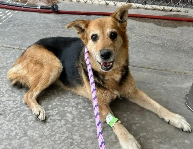 An adult medium-sized female German Shepherd Dog dog named Mary for adoption in Tucson, AZ