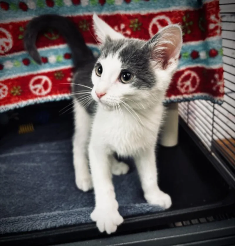A baby small-sized male Domestic Short Hair cat named Percy for adoption in Hagerstown, MD