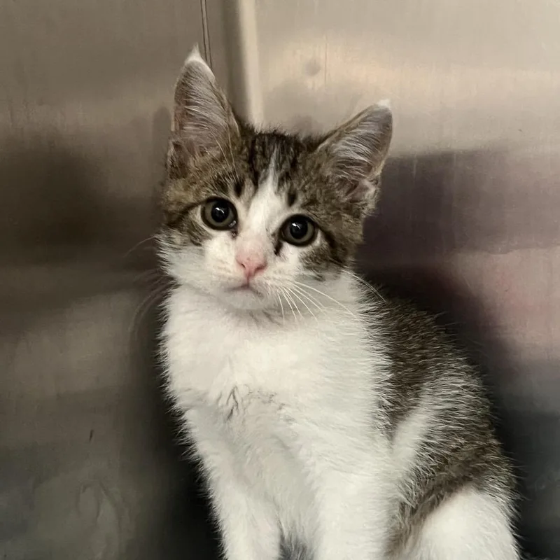 A baby small-sized male Brown / Chocolate Domestic Short Hair cat named Jude for adoption in Hattiesburg, MS