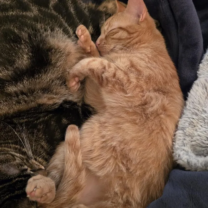 A young medium-sized male Orange / Red Domestic Short Hair cat named Cashew McGuire for adoption in Eagle Mountain, UT