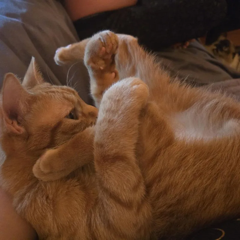 Cashew McGuire thumbnail 2