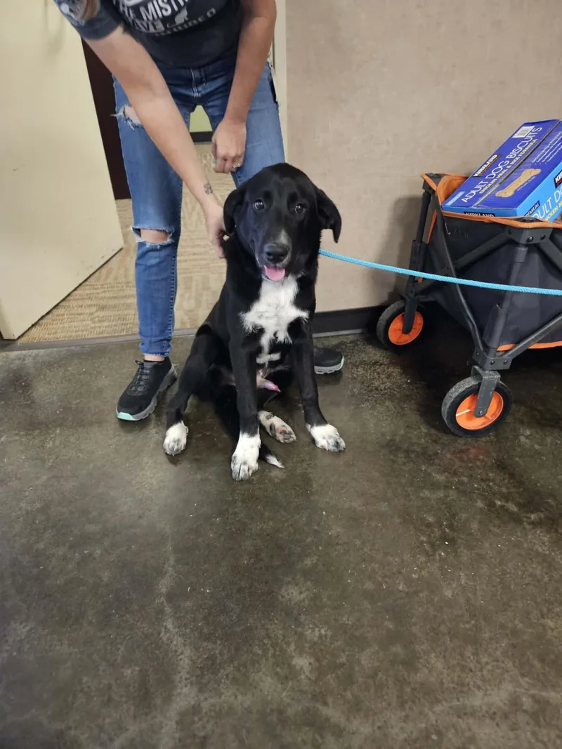 A young large-sized male Labrador Retriever dog named Found Stray: Tom for adoption in Rockwall, TX