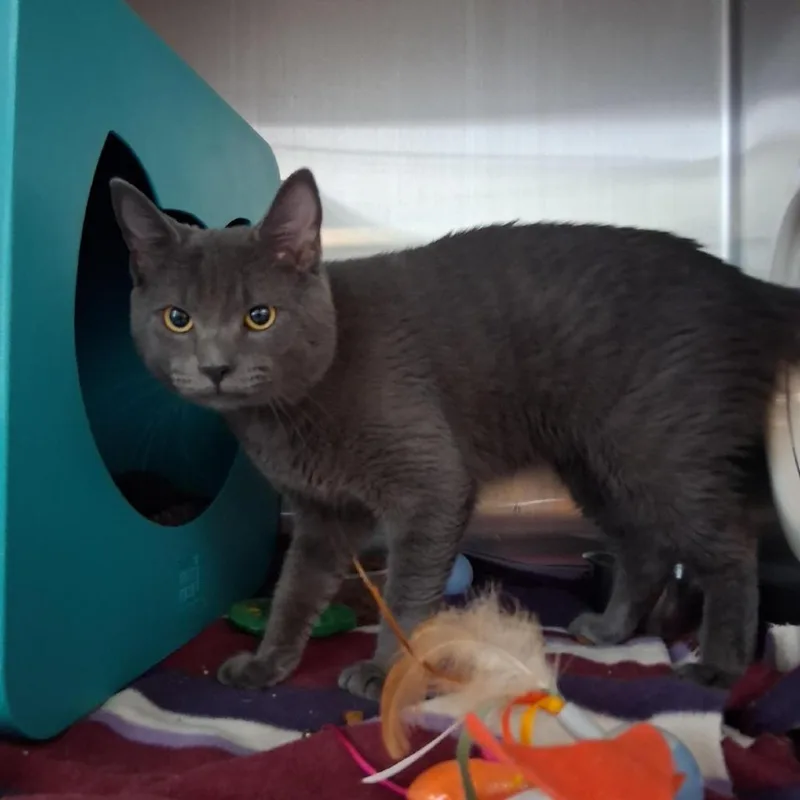 An adult medium-sized male Gray / Blue / Silver Domestic Short Hair cat named Hunter for adoption in Baltimore, MD