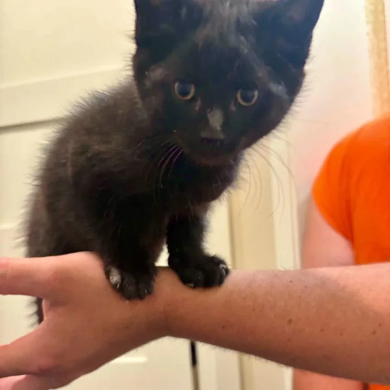 A baby small-sized male Black Domestic Short Hair cat named Buddy for adoption in Buffalo, MN