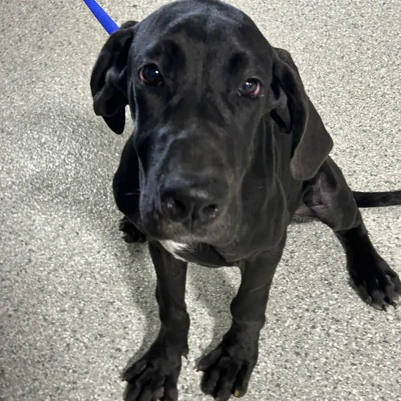 A baby extra large-sized female Black Great Dane dog named Lady for adoption in Antwerp, OH