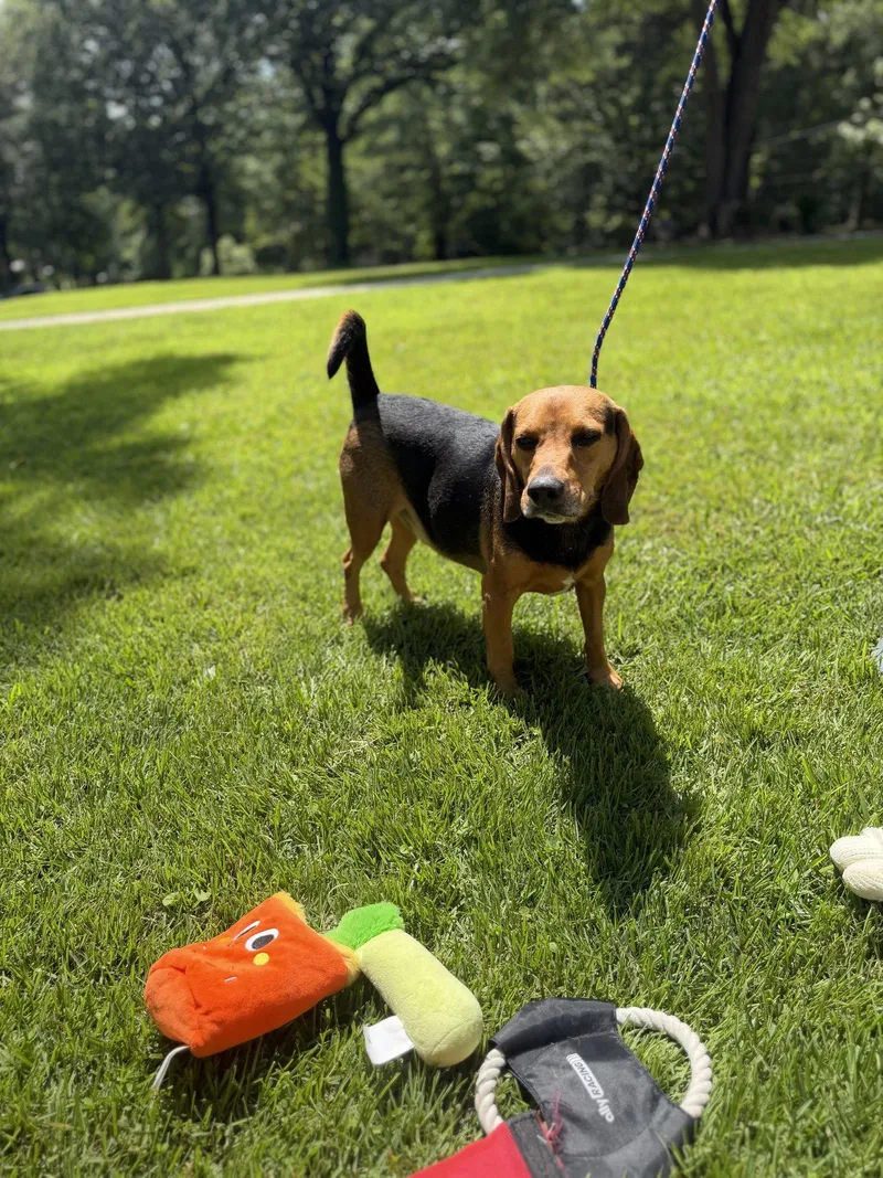 An adult medium-sized male Beagle dog named Ace for adoption in Locust Fork, AL