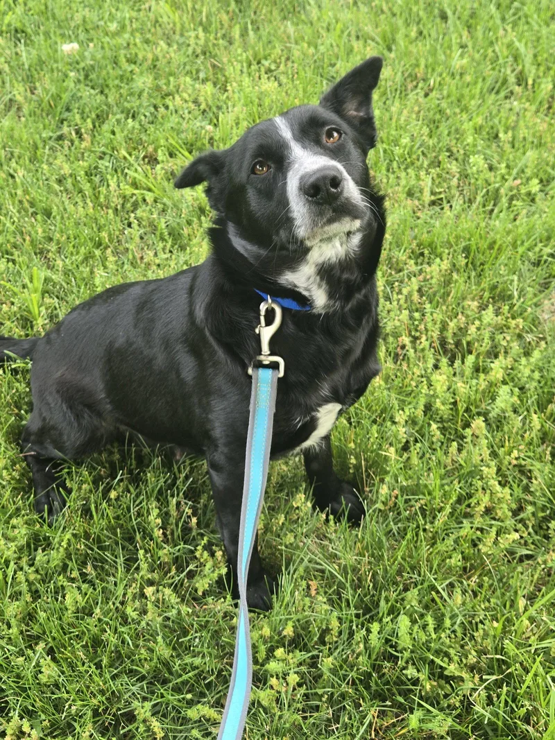 An adult medium-sized female Australian Cattle Dog / Blue Heeler dog named Daisy for adoption in Boston, KY