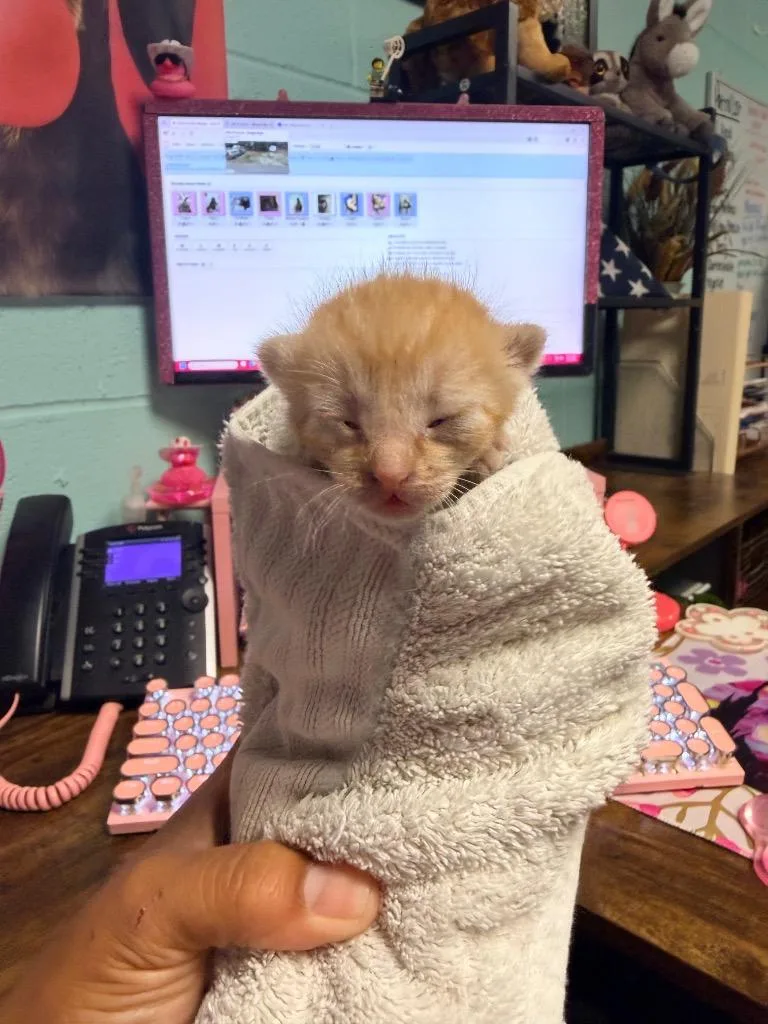 A baby small-sized female Domestic Short Hair cat named Darla for adoption in Rockport, TX