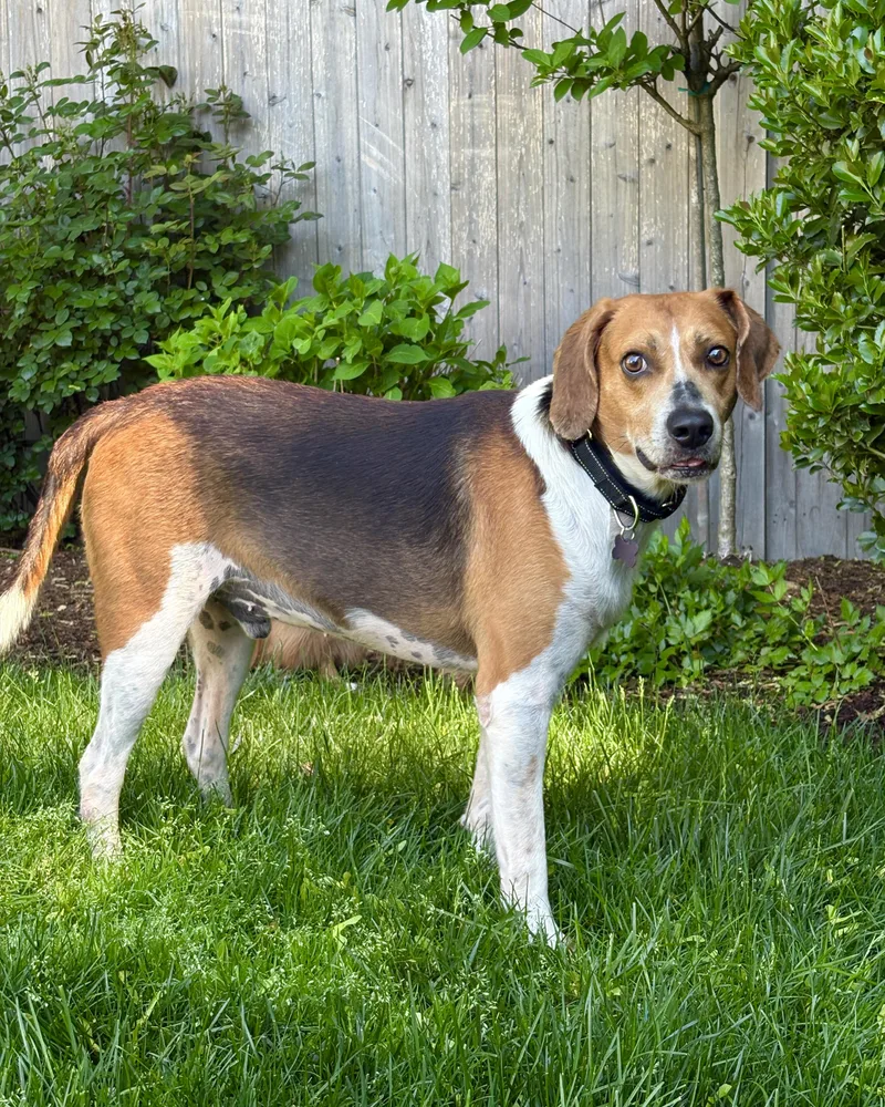 An adult medium-sized male Tricolor (Brown, Black, & White) Treeing Walker Coonhound dog named Float for adoption in New York, NY