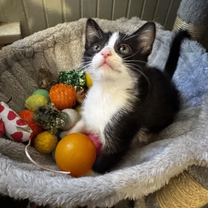 A baby small-sized female White Domestic Short Hair cat named Jewel for adoption in San Pedro, CA