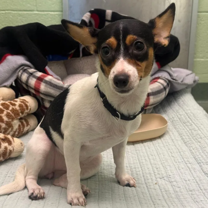 A young small-sized female Black Jack Russell Terrier dog named Nikki for adoption in West Palm Beach, FL