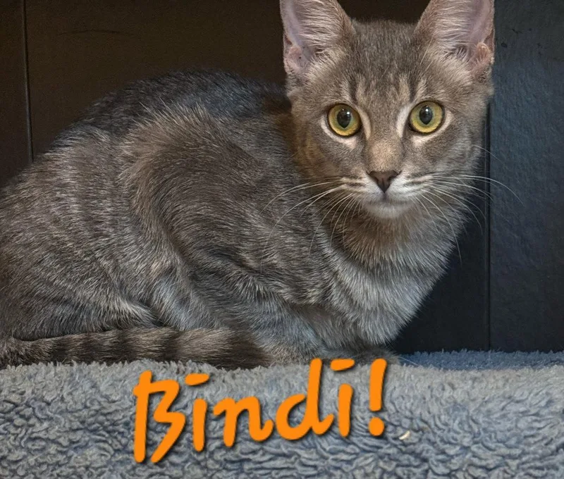 A young medium-sized female Domestic Short Hair cat named Bindi for adoption in Longwood, FL