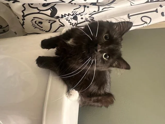 A young medium-sized male Domestic Medium Hair cat named Mr. Morgan Walleson for adoption in Fort Wayne, IN