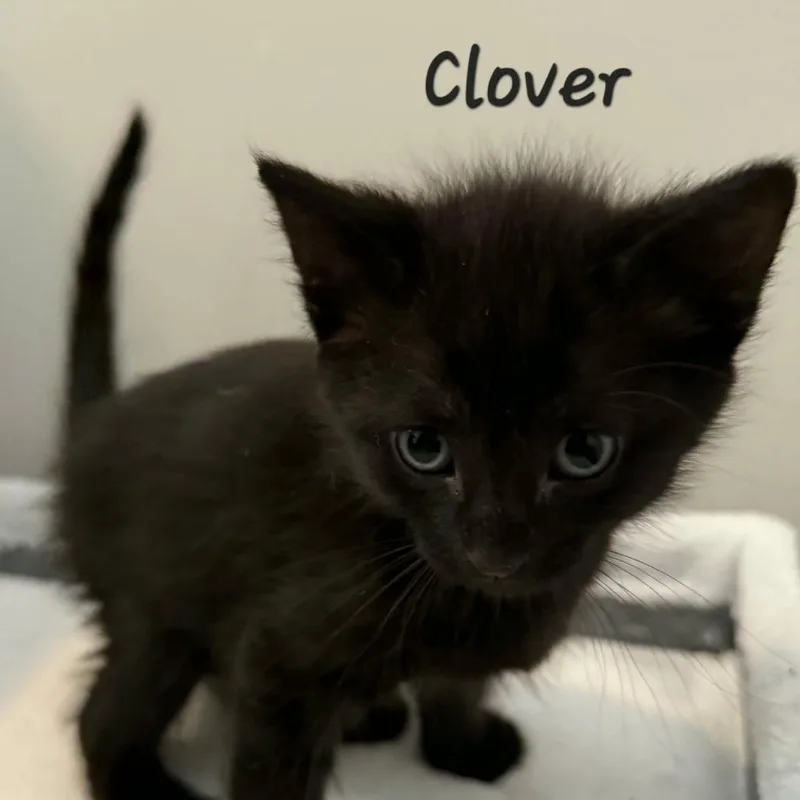 A baby small-sized male Black Domestic Short Hair cat named Clover for adoption in Waldorf, MD