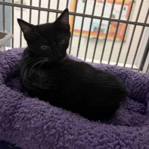 A baby medium-sized male Domestic Short Hair cat named Dr. Doofenshmirtz for adoption in Allen, TX
