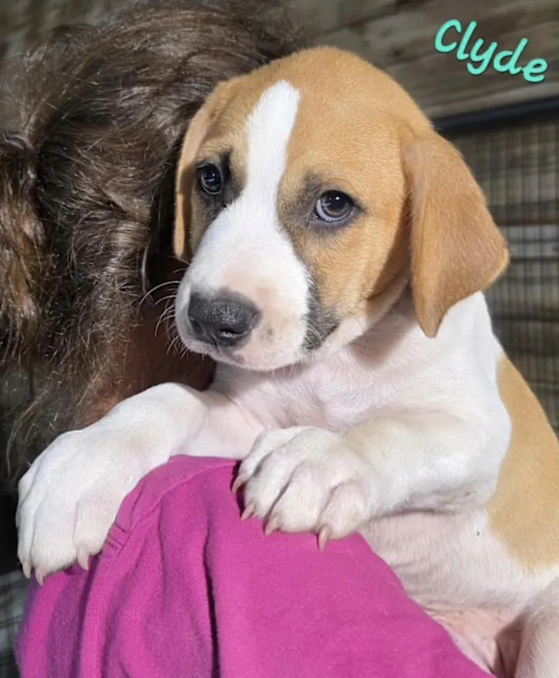 A baby medium-sized male Yellow / Tan / Blond / Fawn Basset Hound dog named Clyde for adoption in Watertown, CT