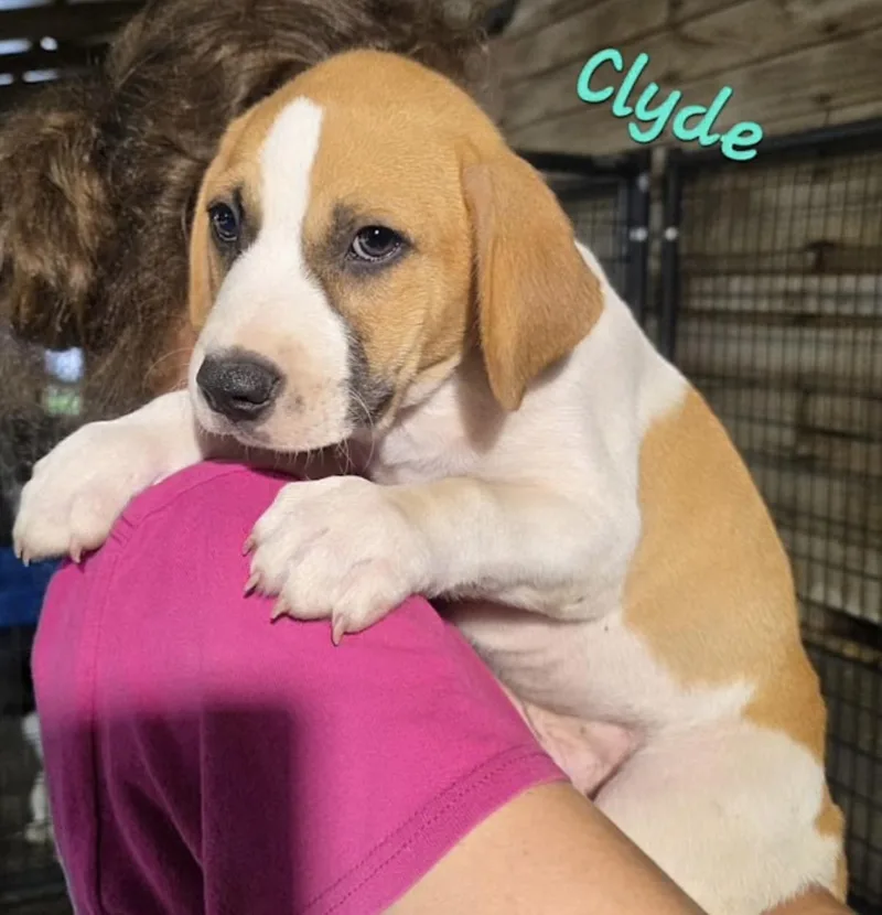 Clyde thumbnail 2