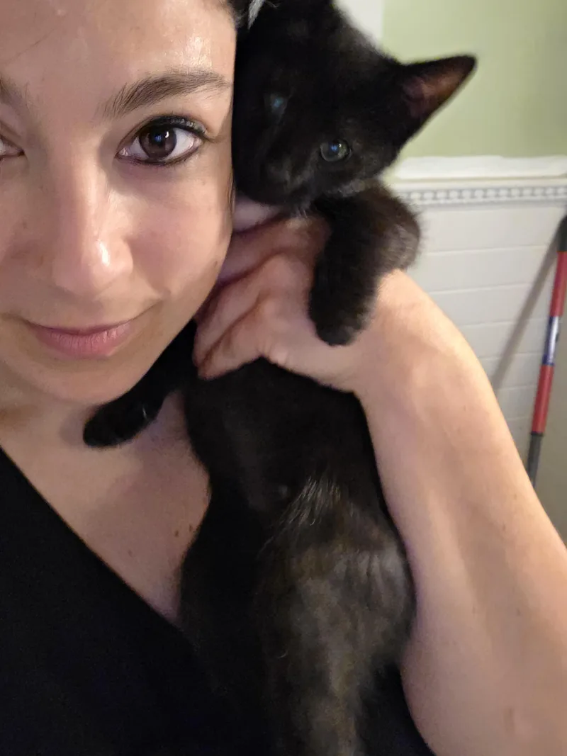 A baby medium-sized female Black Domestic Short Hair cat named Vanilla for adoption in Fairfax, VA