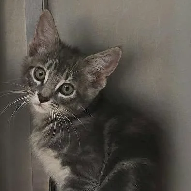 A baby medium-sized male Tabby (Gray / Blue / Silver) Domestic Short Hair cat named Boone for adoption in Orange, VA