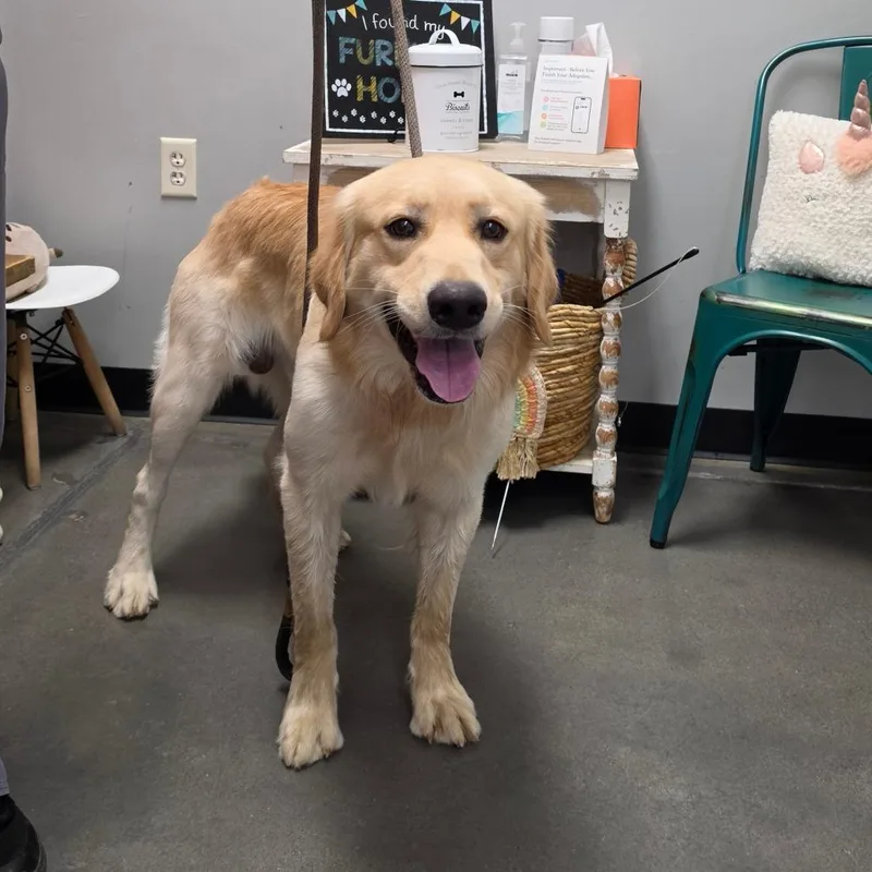 An adult large-sized male Golden Retriever dog named Bo for adoption in Normal, IL