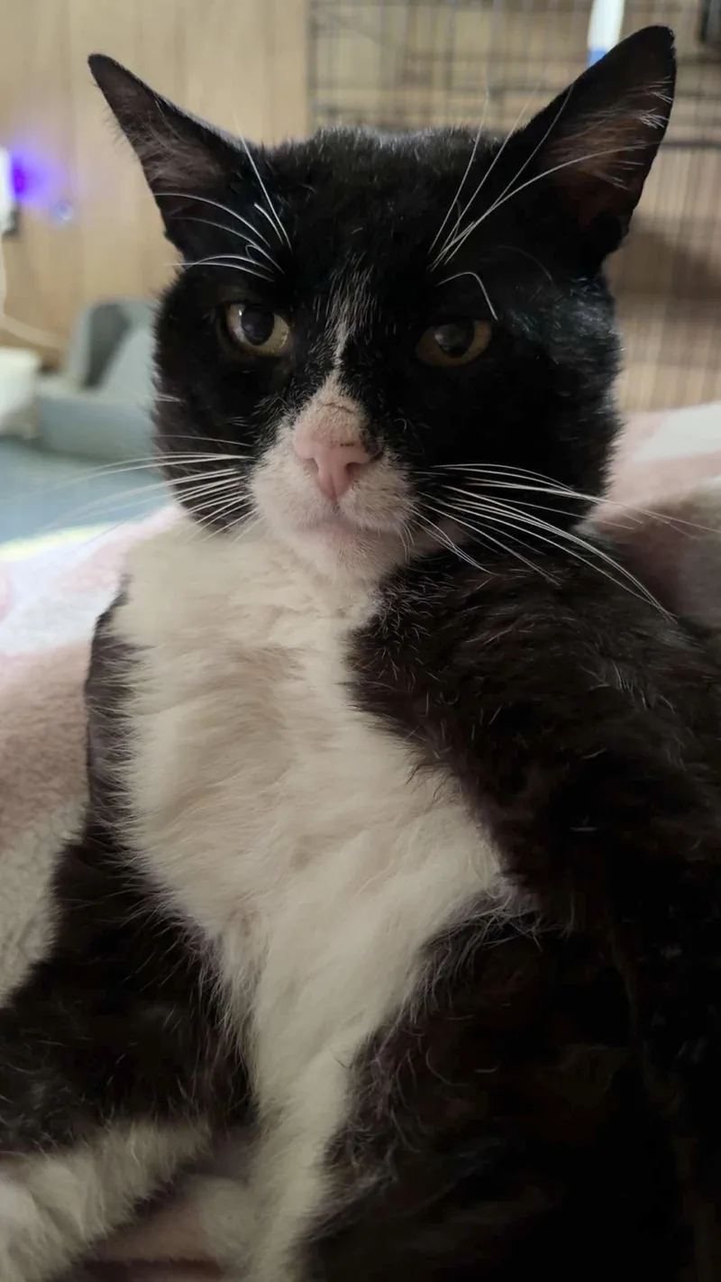 An adult large-sized male Black & White / Tuxedo Domestic Short Hair cat named Denver Barkey for adoption in Trenton, NJ