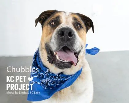 An adult extra large-sized male Brown / Chocolate Mixed Breed dog named Chubbles for adoption in Kansas City, MO