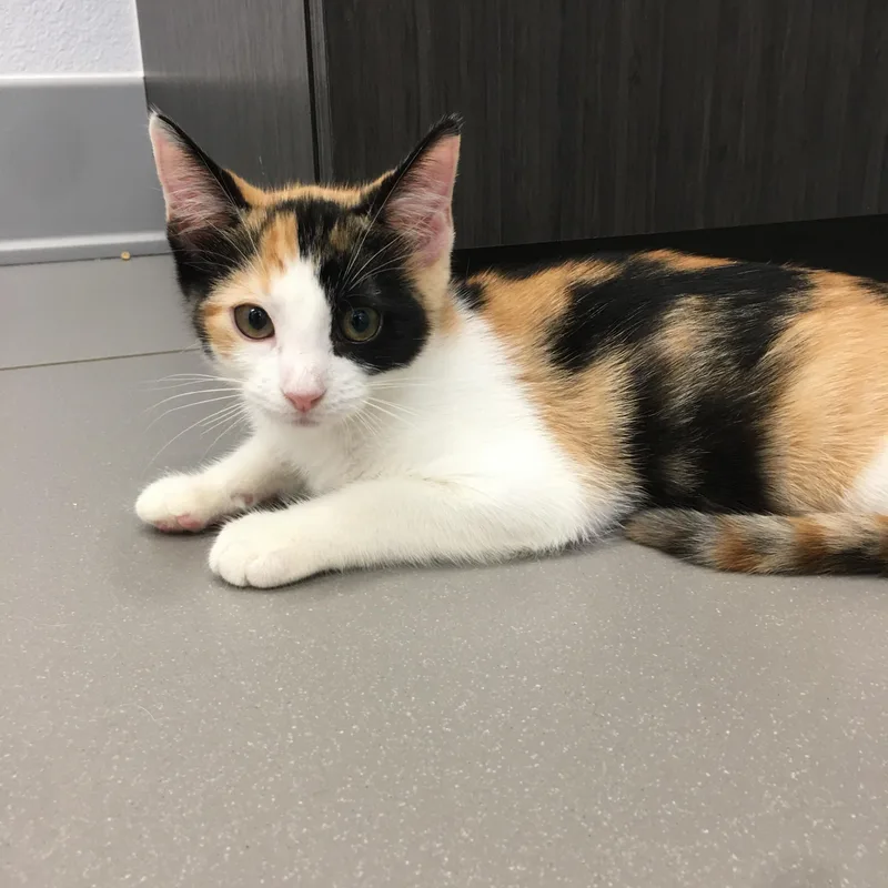 A baby small-sized female Calico Domestic Short Hair cat named Froot Loops for adoption in Greenville, TX
