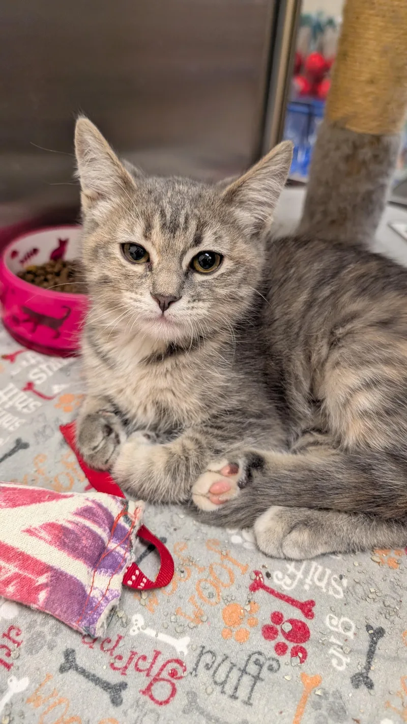 A young medium-sized male Tabby (Gray / Blue / Silver) Domestic Short Hair cat named Suzie for adoption in Missoula, MT