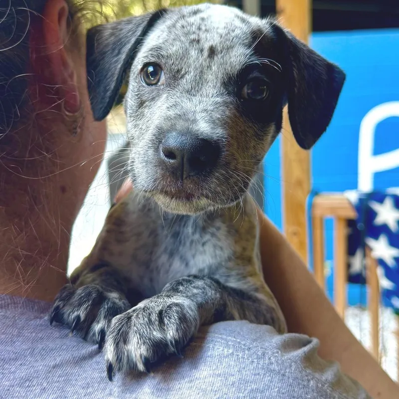 A baby medium-sized male Black Mixed Breed dog named King Bumi for adoption in Decatur, GA