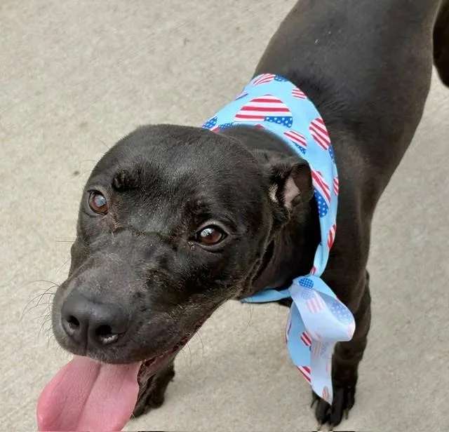 A young medium-sized female Pit Bull Terrier dog named Molly for adoption in Tulsa, OK