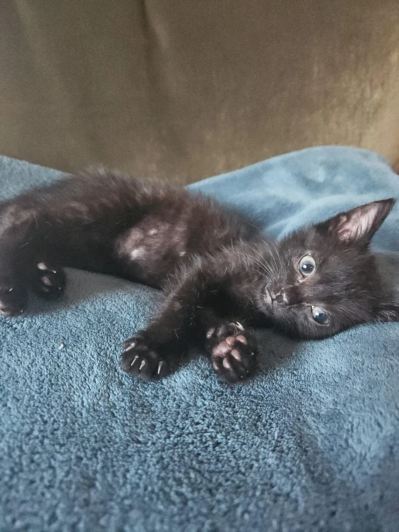 A young medium-sized female Black Domestic Short Hair cat named Nova for adoption in Woodstock, GA