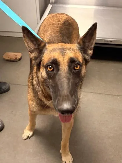 An adult large-sized female Shepherd dog named Sabrina Spellman for adoption in Fresno, CA
